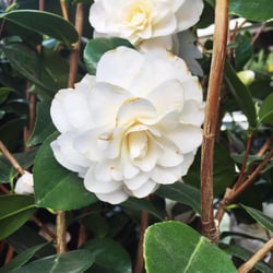 Stalks and Roots - Camelia