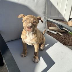 Vegas Roots Rescue