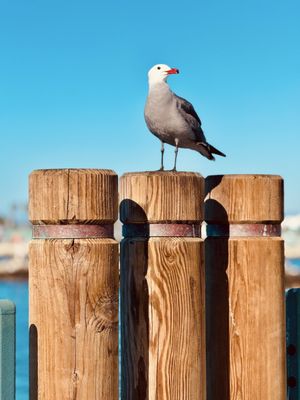 Redondo Beach Pier by null