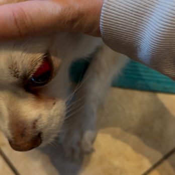 Topanga Dog Resort - Pet Training Near Me - Topanga, California Topanga Dog Resort - Pet Training Near Me - Topanga, California