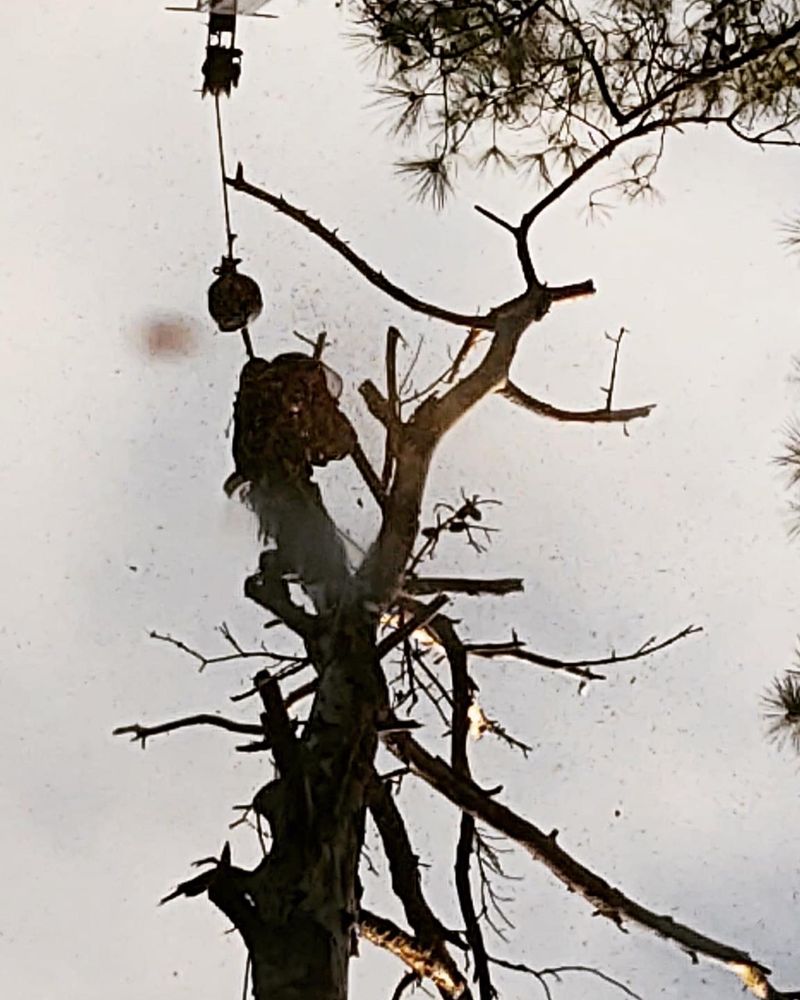 POE’S TREE PROS 1300 W B St, Butner, North Carolina Tree Services