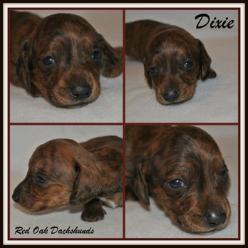 Red Oak Dachshunds - 2-1/2 Weeks Old... - Pet Services Near Me Red Oak Dachshunds - 2-1/2 Weeks Old... - Pet Services Near Me