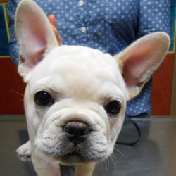 Blackbob Pet Hospital