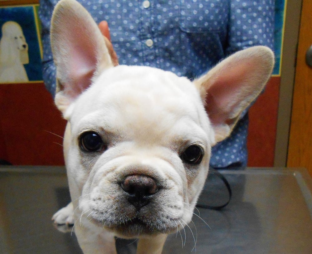 Blackbob Pet Hospital - pet boarding facility in Olathe, KS
