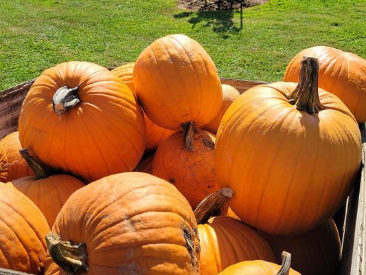 Hoffman Farms Store by null