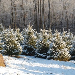 Broken Arrow Nursery Tree Farm - Blue spruce