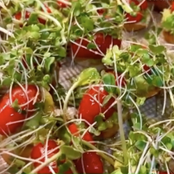 My final product!!! Bruschetta with microgreens