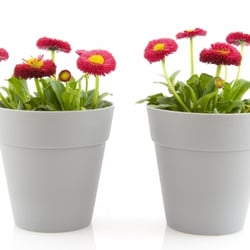 Jacobs Budgetplant