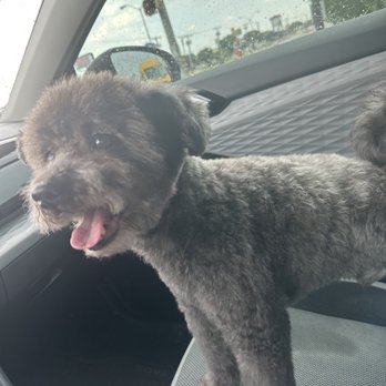 Barkingdales - After the cut - Pet Sitting Near Me - Irving, Texas