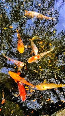 Zilker Botanical Garden by null