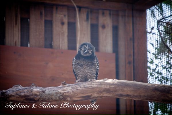 Cascades Raptor Center by null