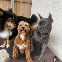 Happy Hounds Dog Daycare & Boarding