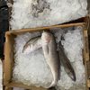 B & A Seafood gift card