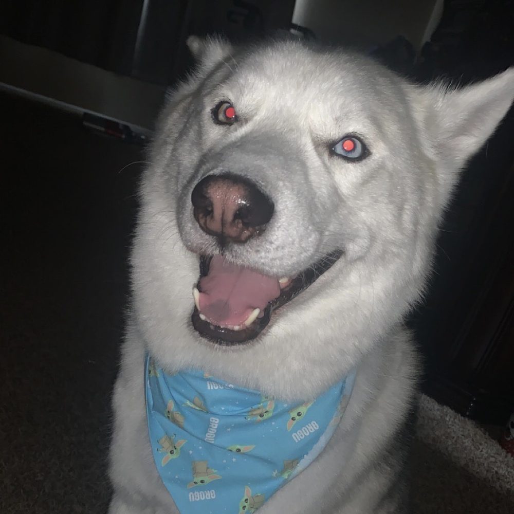 Paws At Main - Riverside - Ryder loves Paws At Main - Pet Groomers Near Me - Riverside, California Paws At Main - Riverside - Ryder loves Paws At Main - Pet Groomers Near Me - Riverside, California