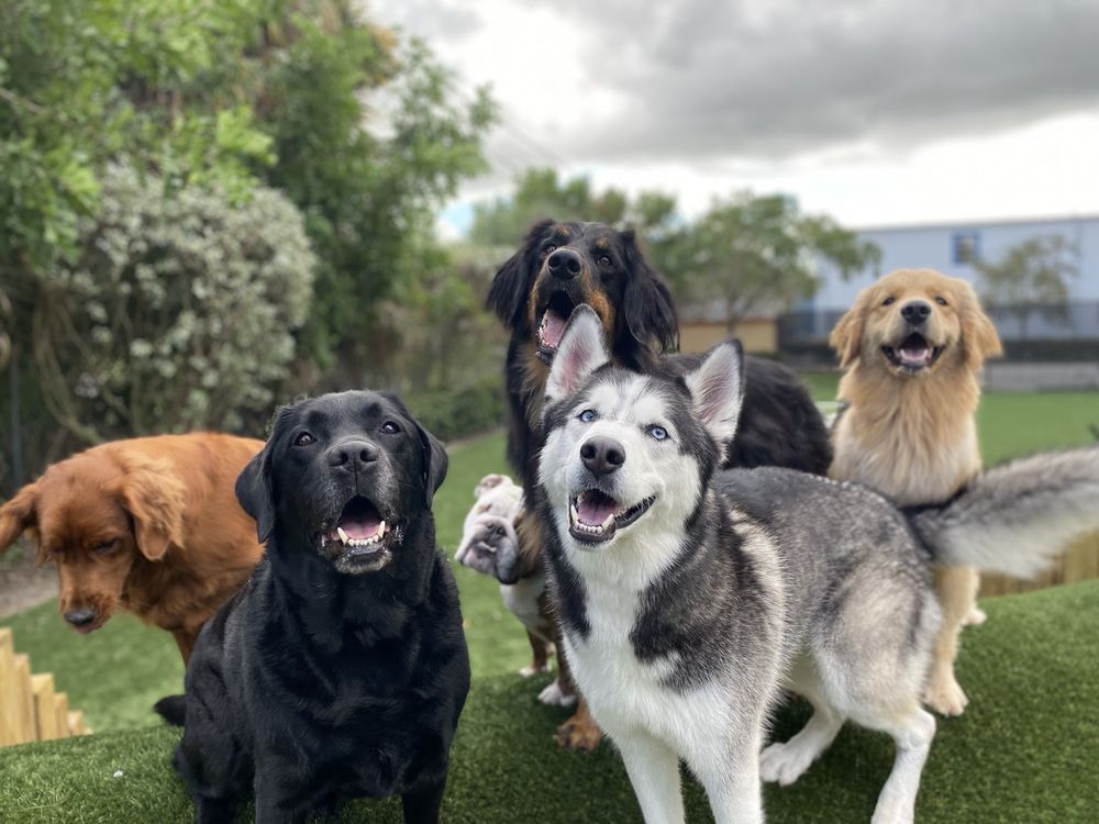 DogsWorld Resort Image
