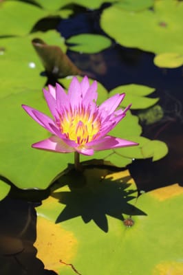 Orchid Tree Bed & Breakfast by null