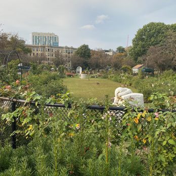 James P Kelleher Rose Garden - Along the outside perimeter fence @ The James P Kelleher Rose Garden Fall of 2020 - Parks Near Me - Boston, Massachusetts