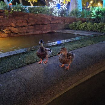 Downtown Disney District - Disney ducks - Shopping Centers Near Me - Anaheim, California Downtown Disney District - Disney ducks - Shopping Centers Near Me - Anaheim, California
