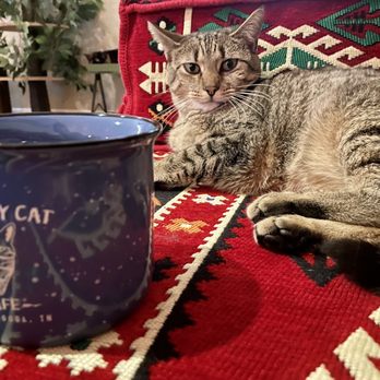 Naughty Cat Cafe - Coffee & Tea Near Me - Chattanooga, Tennessee Naughty Cat Cafe - Coffee & Tea Near Me - Chattanooga, Tennessee