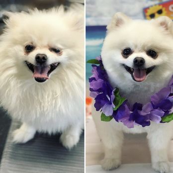 Spoiled Pup - Before and After of Coco - Pet Groomers Near Me - Las Vegas, Nevada Spoiled Pup - Before and After of Coco - Pet Groomers Near Me - Las Vegas, Nevada