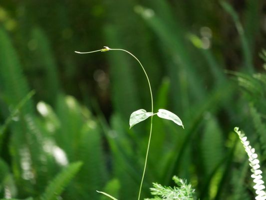 Arboretum and Botanical Garden at Cal State Fullerton by null