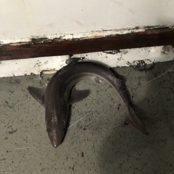 Sea Queen VII - Baby shark on board! - Fishing Near Me - Brooklyn, New York