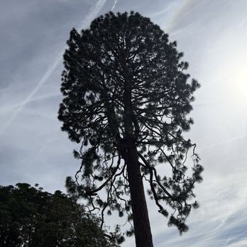 Affordable Tree Experts, Inc - Pine tree after. Thinned out and trimmed while keeping its shape and full appearance. - Tree Services Near Me - Valley Village, California Affordable Tree Experts, Inc - Pine tree after. Thinned out and trimmed while keeping its shape and full appearance. - Tree Services Near Me - Valley Village, California