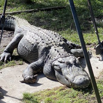 Gatorland - Large Gator! - Zoos Near Me - Orlando, Florida Gatorland - Large Gator! - Zoos Near Me - Orlando, Florida