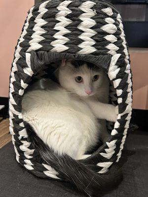 Catfeine Cat Cafe by null