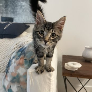 Second Hand Siamese 2 Rescue - Pet Adoption Near Me