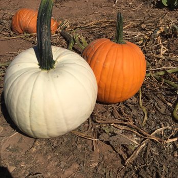 Lyman Orchards - From the pumpkin patch. - Fruits & Veggies Near Me - Middlefield, Connecticut