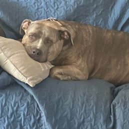 This is our RoxyGurl, she loves going to Shiny Paws & Claws. Great prices, nice people, best service. This is our RoxyGurl, she loves going to Shiny Paws & Claws. Great prices, nice people, best service.