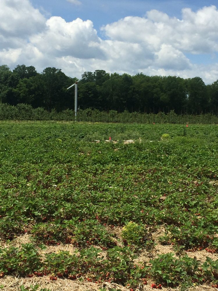 WHITE HOUSE FRUIT FARM STRAWBERRY PICKING Updated October 2024