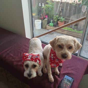 Pet Grooming By Alejandra - After Grooming. Looking real spiffy. - Pet Groomers Near Me - Vallejo, California