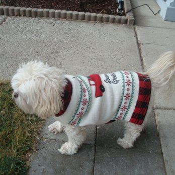 Wickiup Animal Hospital - Miss Pee Dee our Lhasa Apso - Veterinarians Near Me - La Pine, Oregon Wickiup Animal Hospital - Miss Pee Dee our Lhasa Apso - Veterinarians Near Me - La Pine, Oregon
