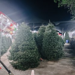 Todd's Christmas Trees - Lots of large trees this year!