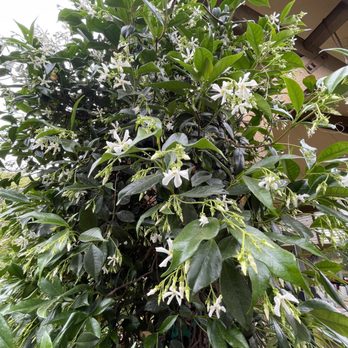 Camarillo Nursery - Climbing jasmine. - Nurseries & Gardening Near Me - Camarillo, California