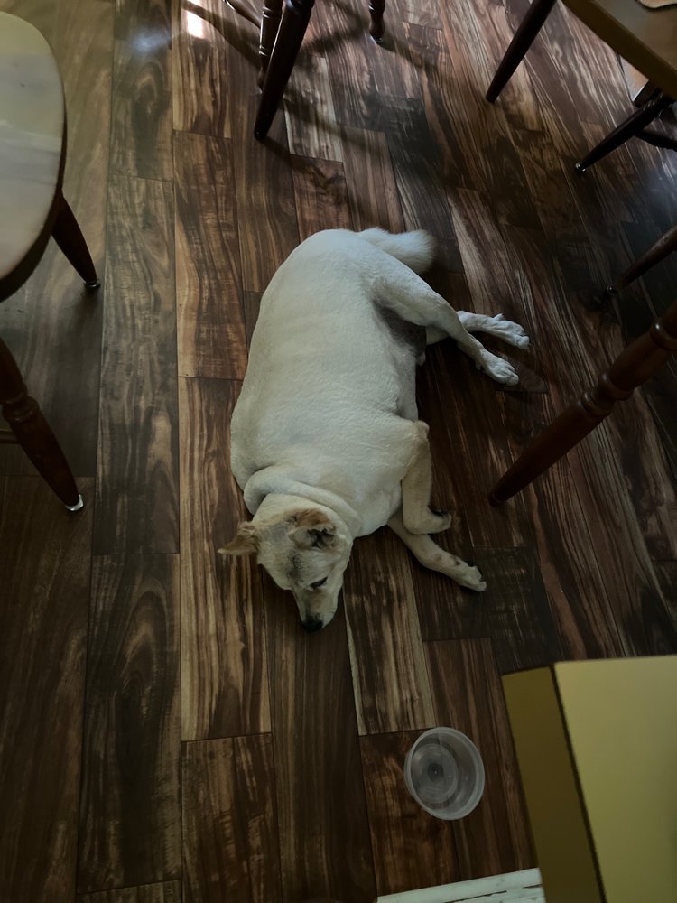 AC DOG AND CAT GROOMING Open for Business 57 Photos & 17 Reviews