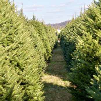 Wyckoff's Christmas Tree Farm - Christmas Trees Near Me - Belvidere, New Jersey Wyckoff's Christmas Tree Farm - Christmas Trees Near Me - Belvidere, New Jersey