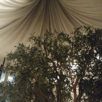 Nerai - Giant indoor olive tree. - Greek Near Me - New York, New York Nerai - Giant indoor olive tree. - Greek Near Me - New York, New York