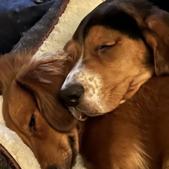 The Puppy Palace - Pet Stores Near Me - Manchester, New Hampshire