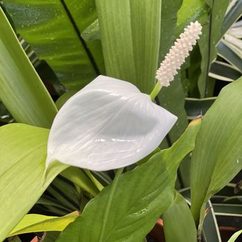 Foster Botanical Garden - Botanical Gardens Near Me - Honolulu, Hawaii