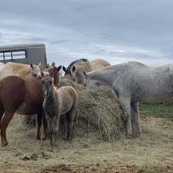 Cain's Greener Pastures