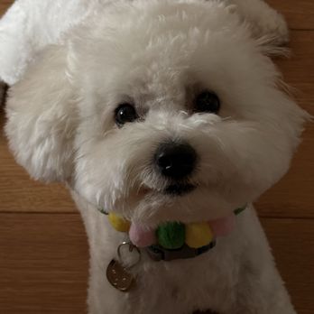 Kokoni Pets - Cooper after grooming - Pet Groomers Near Me - San Gabriel, California