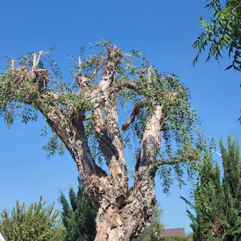 M & J Tree Service - Trimmed melaleuca in front yard. - Tree Services Near Me M & J Tree Service - Trimmed melaleuca in front yard. - Tree Services Near Me