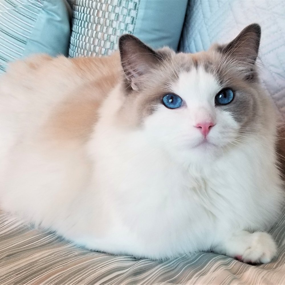 Blossom Ragdolls - Blossom Makana - Pet Breeders Near Me Blossom Ragdolls - Blossom Makana - Pet Breeders Near Me