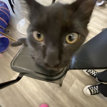 Pounce Cat Cafe - Themed Cafes Near Me - Savannah, Georgia
