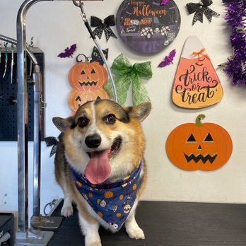 Spa 4 Paws Grooming - Pet Groomers Near Me Spa 4 Paws Grooming - Pet Groomers Near Me