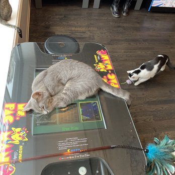 The Catcade - Sleepy time - Animal Shelters Near Me - Chicago, Illinois