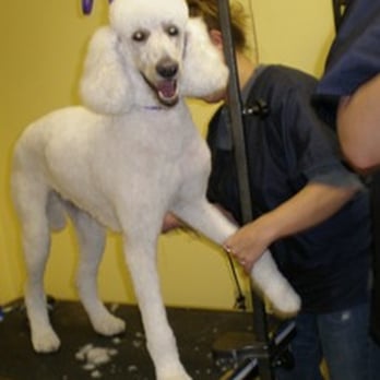 A Pooch Parlor - Pet Groomers Near Me - Lancaster, Pennsylvania